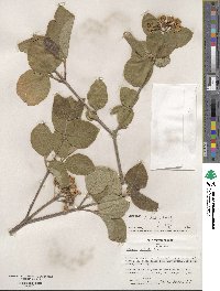 Viburnum carlesii image