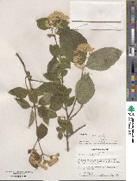 Viburnum carlesii image