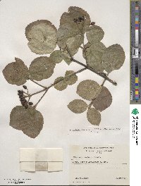 Viburnum carlesii image