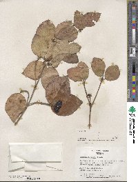 Viburnum carlesii image