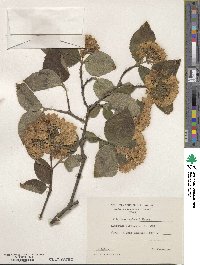 Viburnum carlesii image