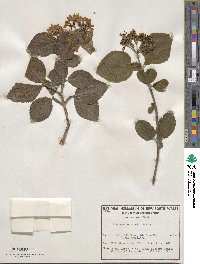 Viburnum carlesii image