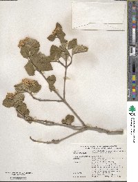 Viburnum carlesii image