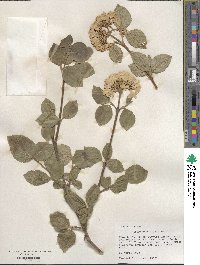 Viburnum carlesii image