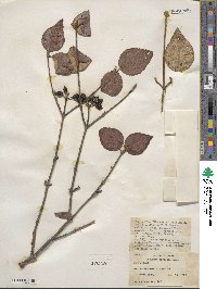 Viburnum carlesii image