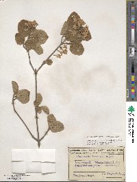 Viburnum carlesii image