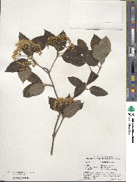 Viburnum cassinoides image