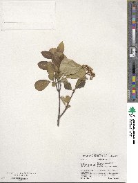 Viburnum cassinoides image