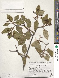 Viburnum cassinoides image