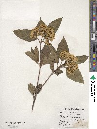 Viburnum cassinoides image