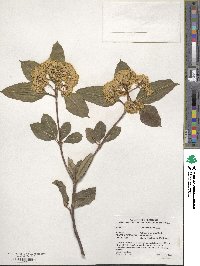 Viburnum cassinoides image