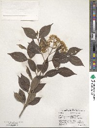 Viburnum cassinoides image