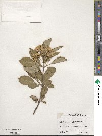 Viburnum cassinoides image