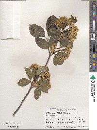 Viburnum cassinoides image