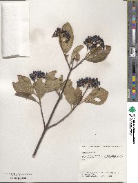 Viburnum cassinoides image