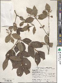 Viburnum cassinoides image