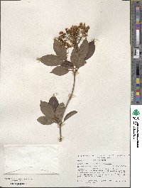 Viburnum cassinoides image