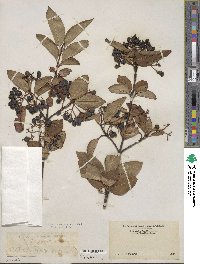 Viburnum cassinoides image