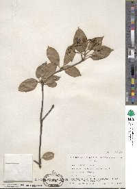 Viburnum cassinoides image