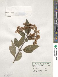 Viburnum cassinoides image