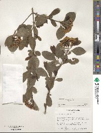 Viburnum cassinoides image