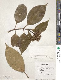 Image of Viburnum cinnamomifolium