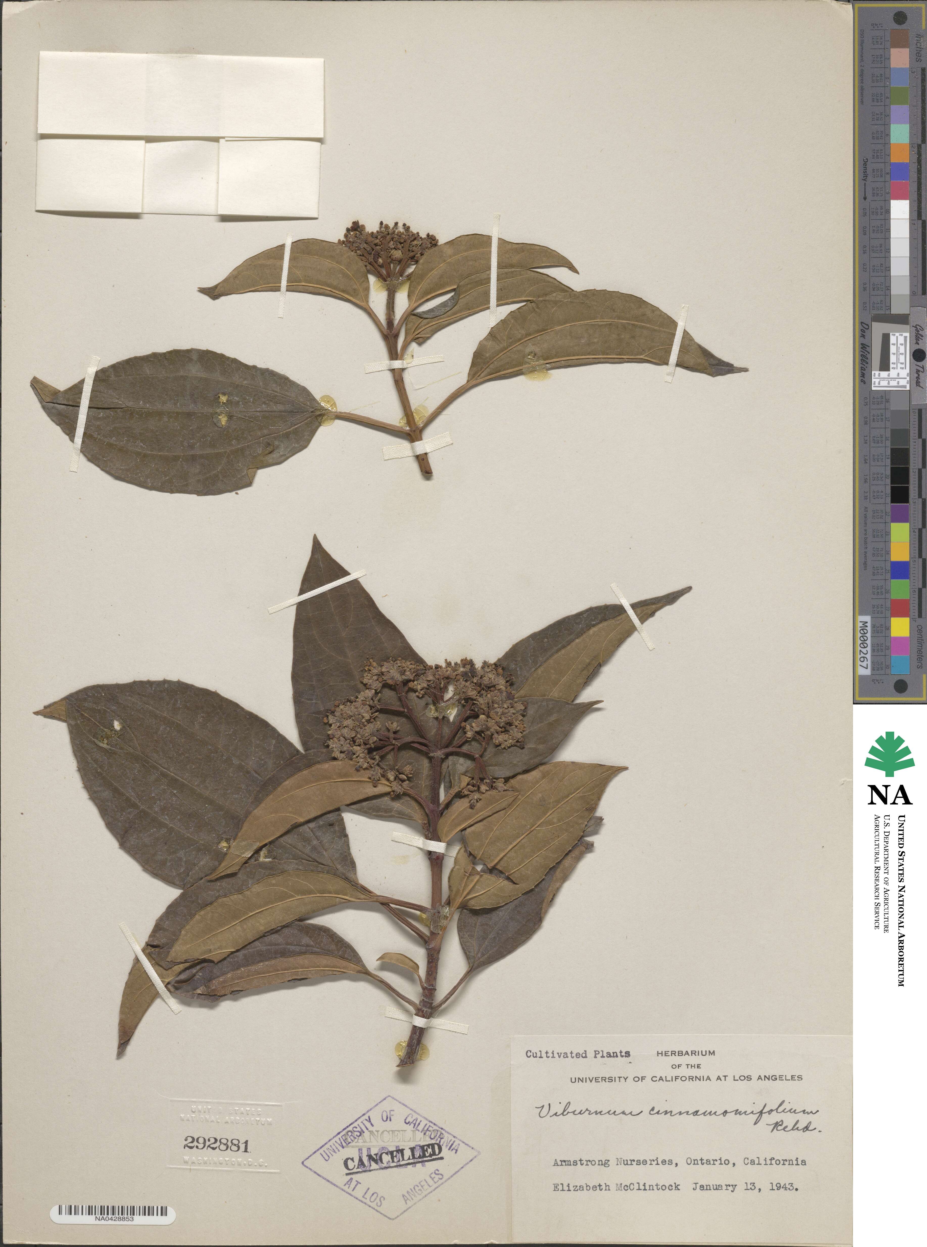 Viburnum cinnamomifolium image