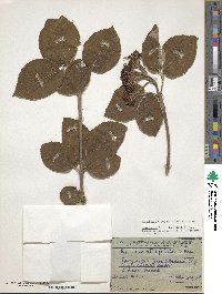 Viburnum cotinifolium image