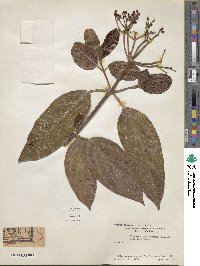 Viburnum cylindricum image