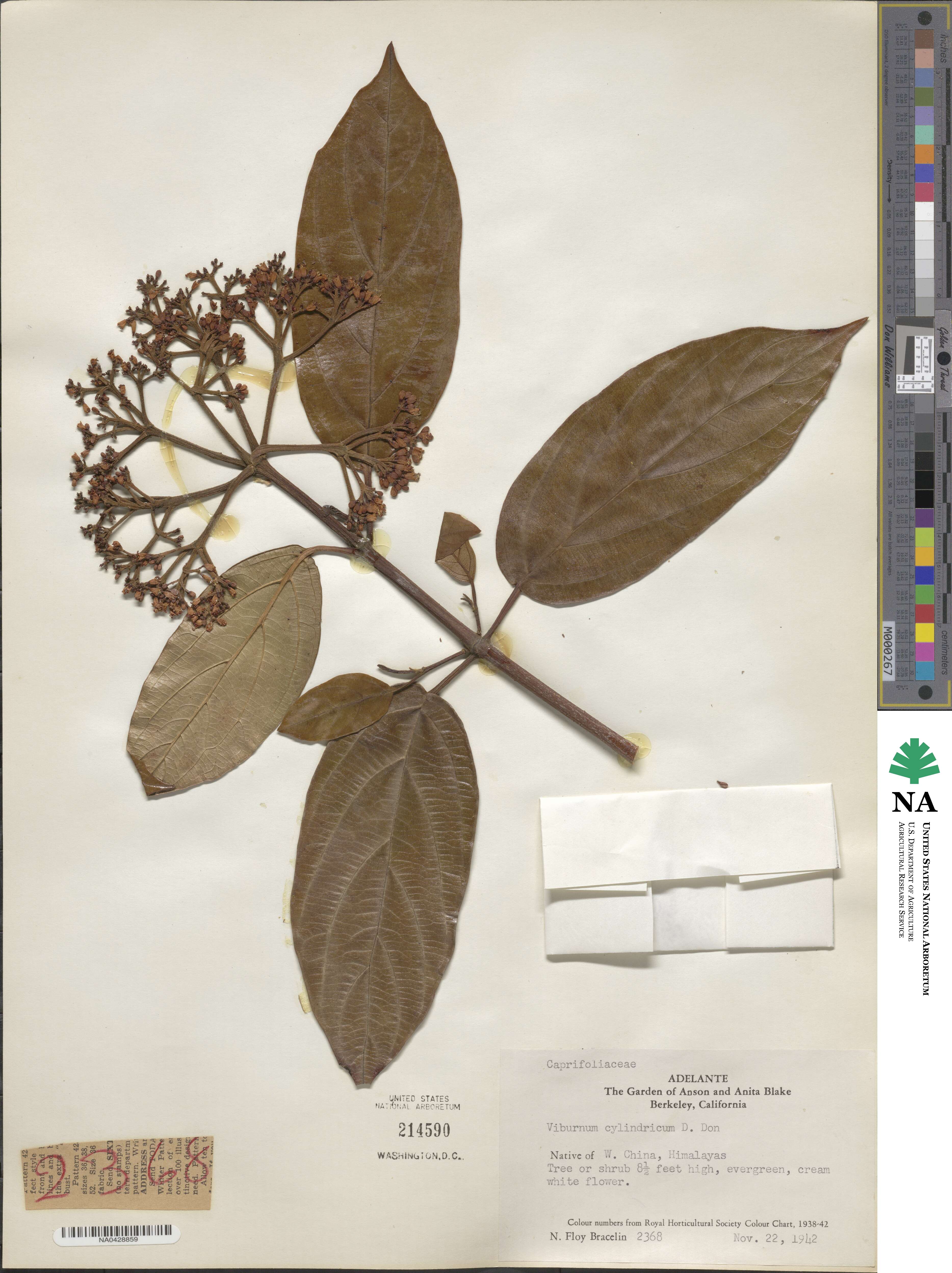 Viburnum cylindricum image