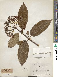 Viburnum cylindricum image