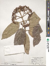 Viburnum cylindricum image