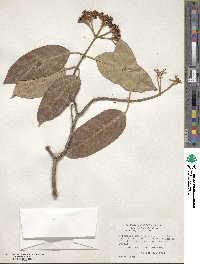 Viburnum cylindricum image