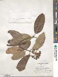 Viburnum cylindricum image