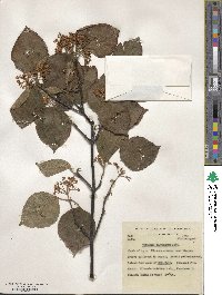 Viburnum betulifolium image