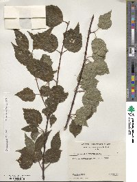 Viburnum betulifolium image