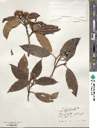 Viburnum davidii image