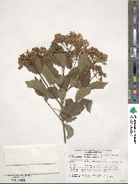 Viburnum dentatum image