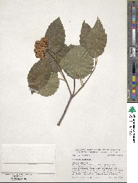 Viburnum dentatum image