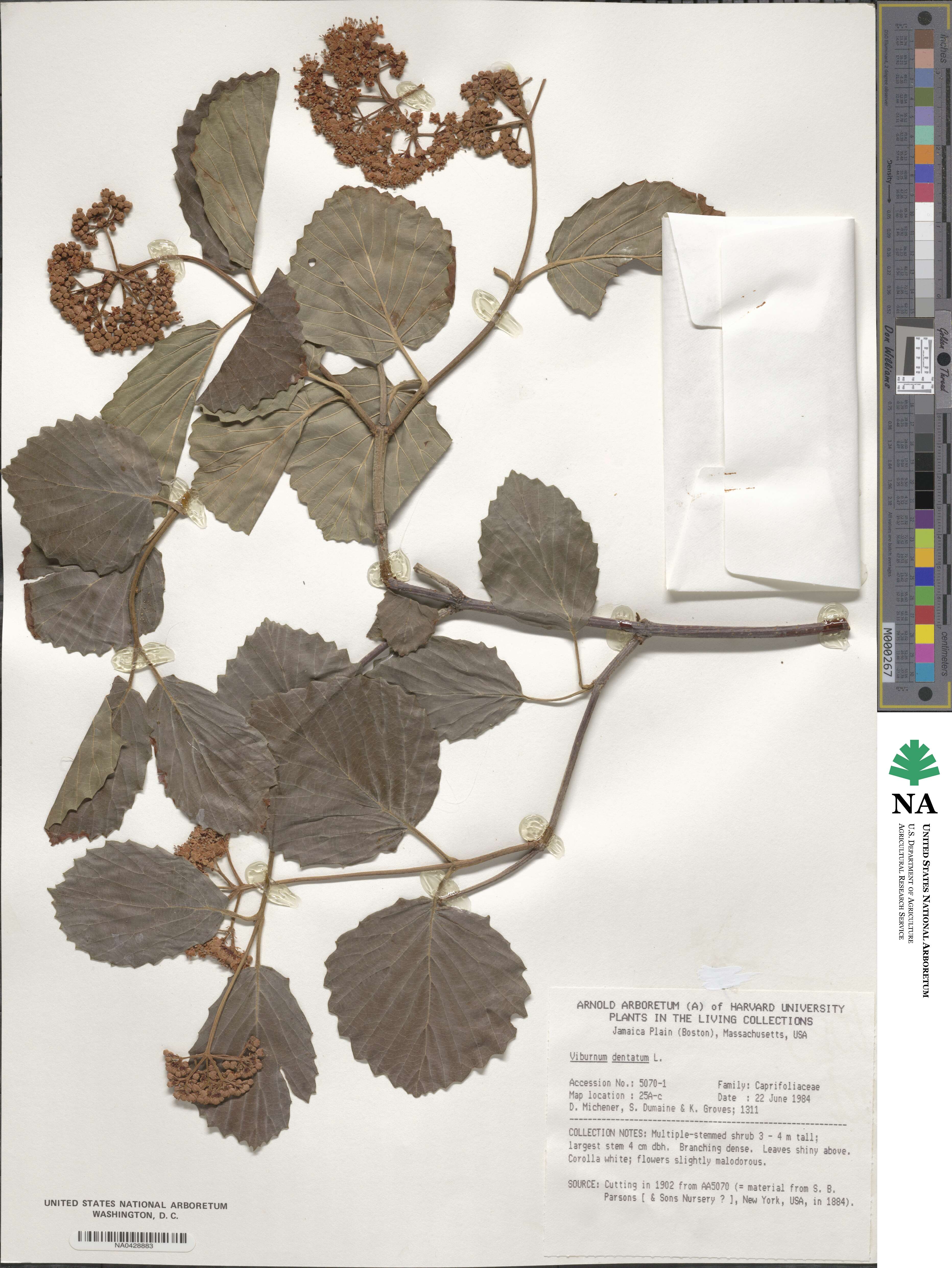 Viburnum dentatum image