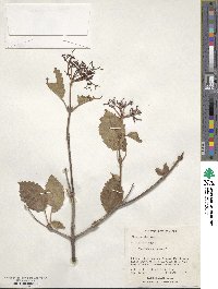 Viburnum dentatum image