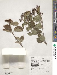 Viburnum dentatum image