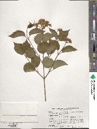 Viburnum dentatum image