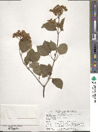 Viburnum dentatum image