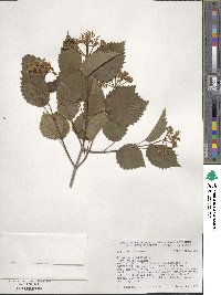 Viburnum dentatum image