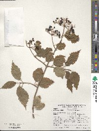 Viburnum dentatum image