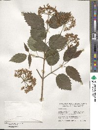 Viburnum dentatum image