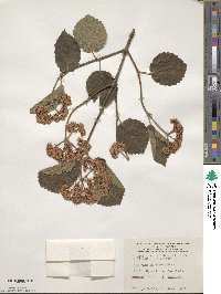 Viburnum dentatum image