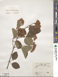 Viburnum dentatum image