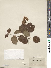 Viburnum dentatum image